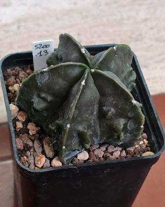 Astrophytum myriostigma Fukuryu