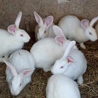 Conigli nuova Zelanda