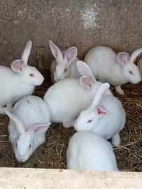 Conigli nuova Zelanda