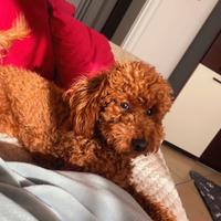 Barboncino Toy 8 mesi