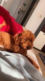 Barboncino Toy 8 mesi