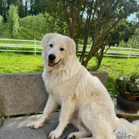 Maremmano abruzzese