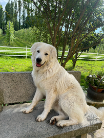 Maremmano abruzzese