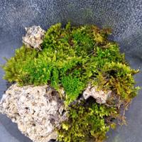terrario in miniatura 