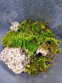 terrario in miniatura 