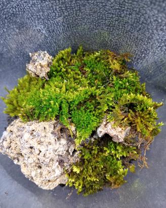 terrario in miniatura 