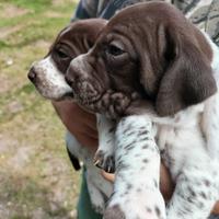 Cuccioli di kurzhaar