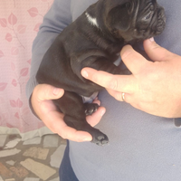 Bulldog francese