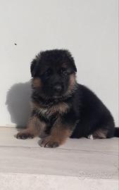 Cuccioli di pastore tedesco