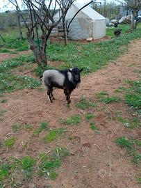 Capretto tibetano razza nana