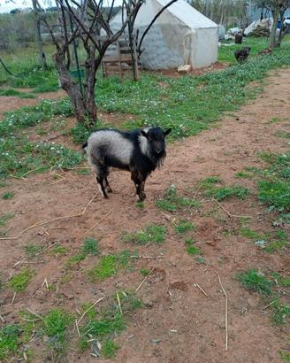 Capretto tibetano razza nana