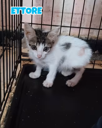 Ettore gattino di 3 mesi