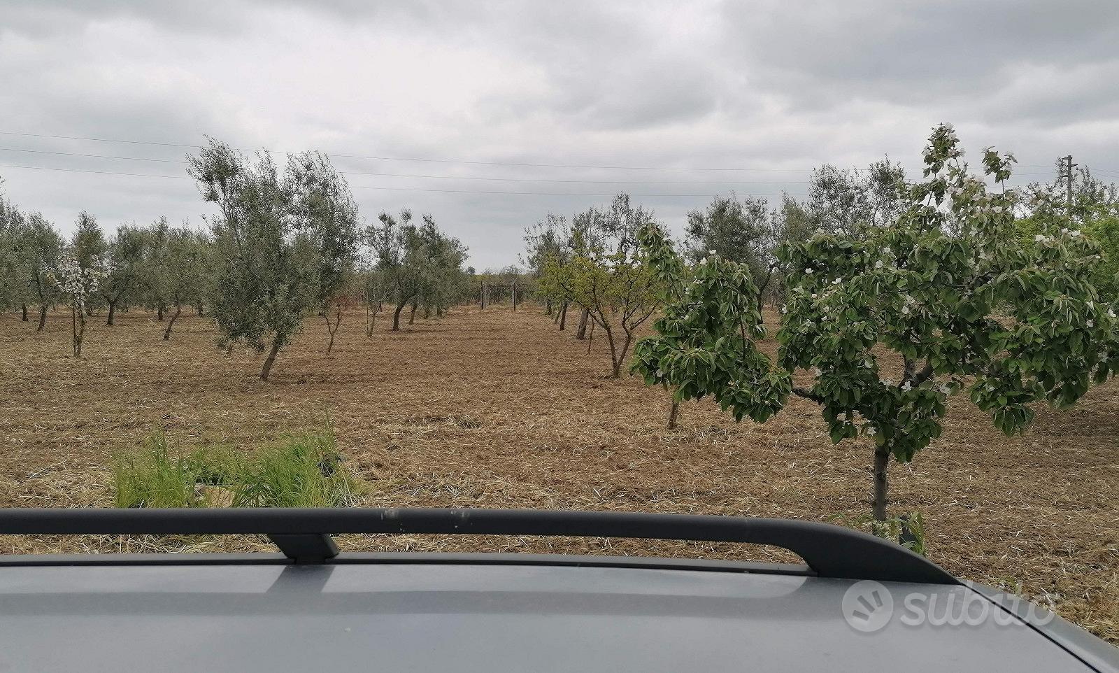 Uliveto a Margherita di Savoia - View 5