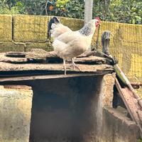 Galline Sussex