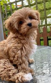 maltipoo toy