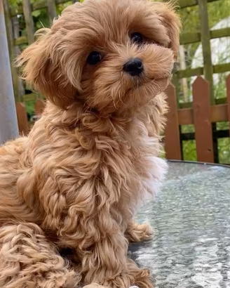 maltipoo toy
