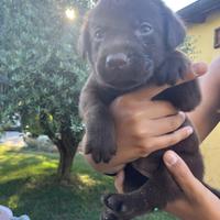 Cuccioli Labrador Chocolate