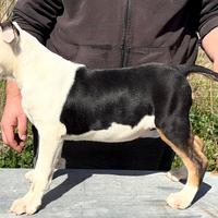 Cucciola pitbull tricolor