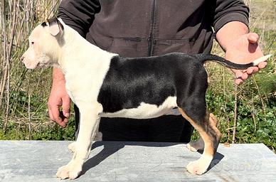 Cucciola pitbull tricolor