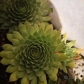 Pianta Grassa Sempervivum