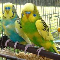 Ondulati inglesi taglia xxl