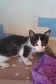 Gattina incrocio