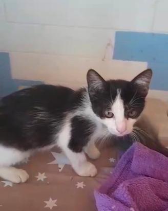 Gattina incrocio