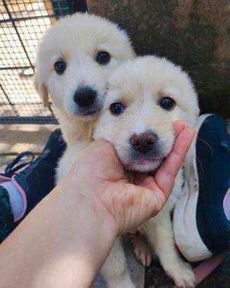 Adozione gratuita cucciole 