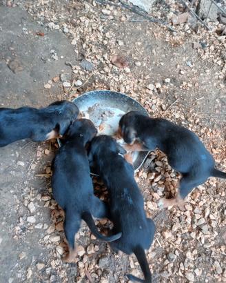 Cuccioli da caccia segugi italiani