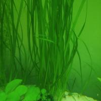 lotto piante acquario