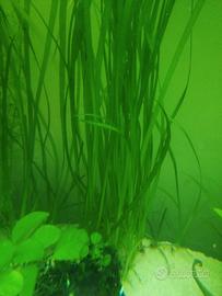 lotto piante acquario