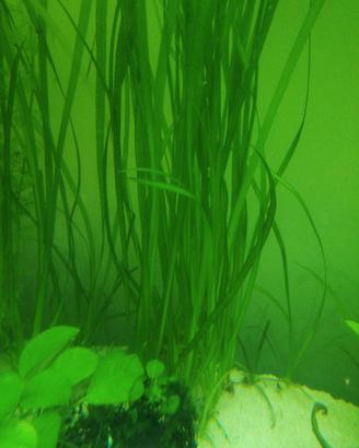 lotto piante acquario