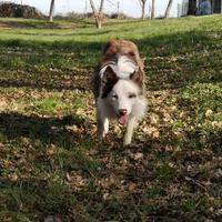 Border collie red merle per monta