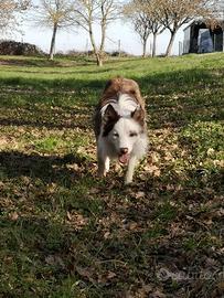 Border collie red merle per monta