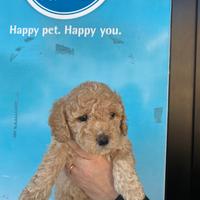 Barboncini toy cuccioli