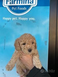 Barboncini toy cuccioli