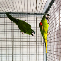 Coppia ara nobilis