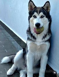 Siberian Husky