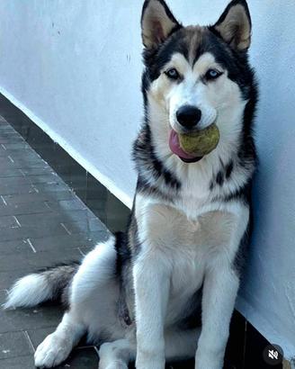Siberian Husky