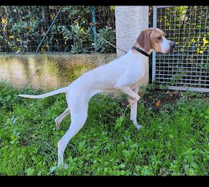 Pointer inglese