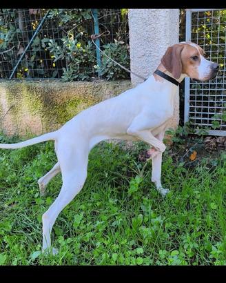 Pointer inglese