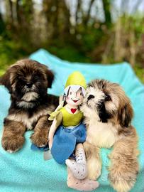 Cuccioli Lhasa Apso