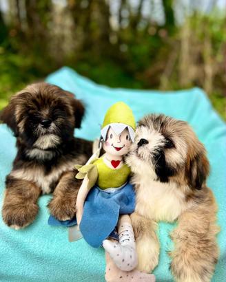 Cuccioli Lhasa Apso