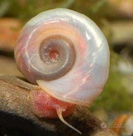 Lumache detrivore per laghetti ed acquari