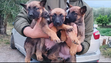 Cucciola di malinois