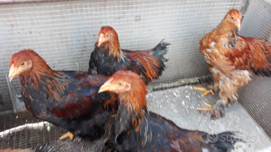 Galli e galline brahma