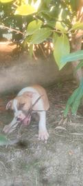 cuccioli Amstaff 