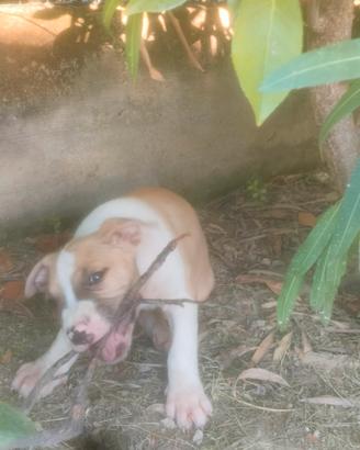 cuccioli Amstaff 