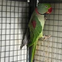 Grande Alessandrino maschio