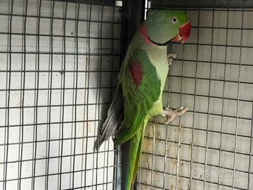 Grande Alessandrino maschio